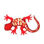 Découvrez notre sélection de Geckos rouge et blanc